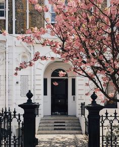 a tree with pink flowers is in front of a white building and black iron fence