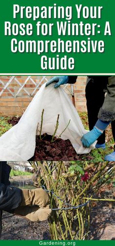 the cover of preparing your rose for winter a compenensive guide by gardening org