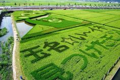 an aerial view of a rice field with words written on it