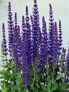 purple flowers are growing in a pot outside