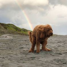 a brown dog standing on top of a sandy beach next to a rainbow in the sky