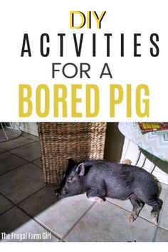 a small pig sitting on top of a tile floor next to a wicker basket