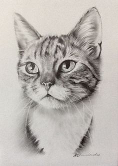 a pencil drawing of a cat's face