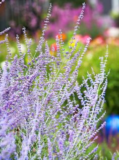 purple flowers are in the foreground with other colorful plants and shrubs behind them on a sunny day