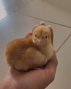 a small chicken sitting on top of someone's hand next to a tile floor