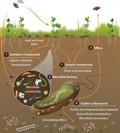 an image of the inside of a plant with plants and other things labelled in it