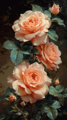 three peach colored roses with green leaves and water droplets on them, against a black background