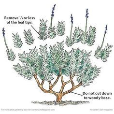 a drawing of a tree with leaves and branches labeled in the words remove / or less of the leaf tips don't cut down to woody base