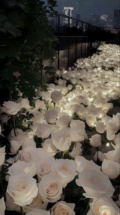 many white roses are lit up in the dark by lights on them and there is no image here to provide a caption for