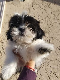 a small black and white dog sitting on top of a person's hand in the sand