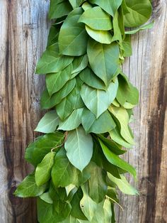 a bunch of green leaves hanging from the side of a wooden fence