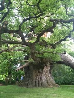 an old tree with people standing around it