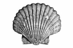 an image of a seashell on a white background