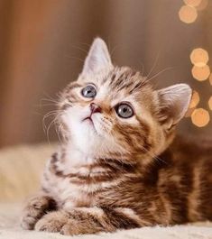 a small kitten laying on top of a bed next to a string of christmas lights