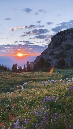 the sun is setting over an open field with sheep grazing in the grass and wildflowers