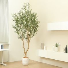 a potted olive tree sitting on top of a wooden table