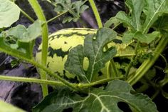 a watermelon growing in the middle of some green leafy plants with yellow spots on it