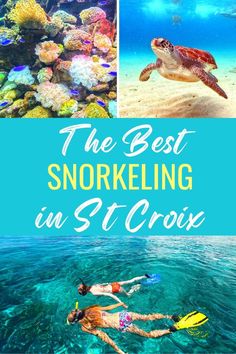 the best snorkeling in st croix