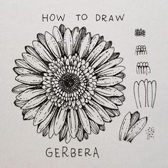 a black and white drawing of a flower with the words how to draw gerbera