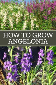 purple and white flowers with text overlay how to grow angeloia