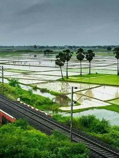 a train traveling through a lush green countryside under a cloudy sky with palm trees in the foreground