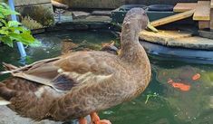 two ducks are standing in the water near some plants and fish swimming on the ground