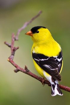 a small yellow and black bird perched on a branch