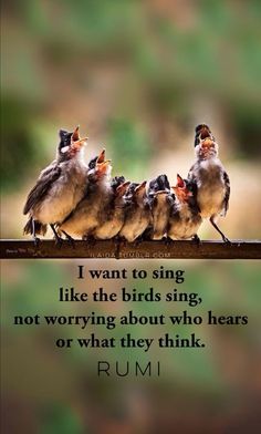 four birds sitting on top of a wooden post with a quote from rumi above them