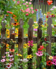 a wooden fence surrounded by colorful flowers