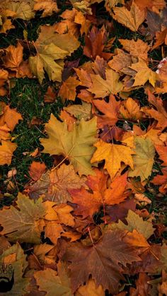 the leaves are all over the ground and on top of each other, including oranges and yellows