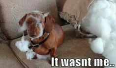 a brown dog sitting on top of a couch next to cotton