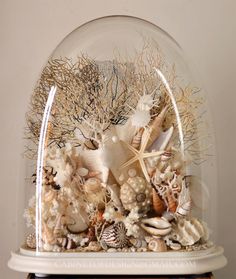 a clochet filled with sea shells under a glass dome