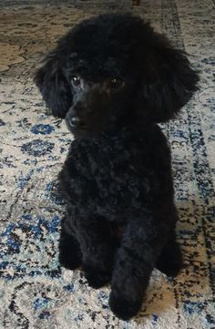 a black poodle sitting on top of a rug