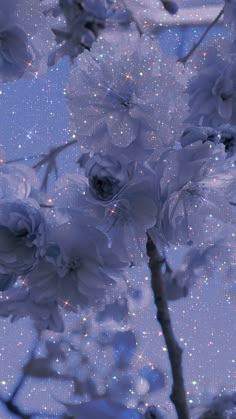 white flowers are blooming on a tree in the sky with sparkling stars around them