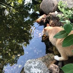 an orange and white cat sitting on rocks next to water