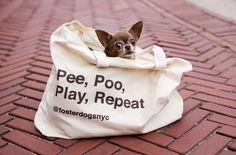 a small dog in a bag that says pee, poo, play, repeat