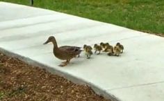 several ducks are walking down the sidewalk together