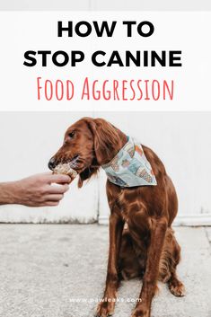 a brown dog eating food from a person's hand with the words how to stop canine food aggression