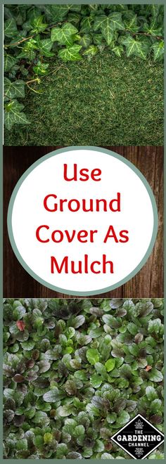 some green plants and grass with the words use ground cover as mulch on them