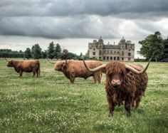 some very cute animals in a big grassy field with a castle in the back ground