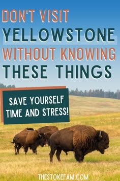 When you're planning a trip to Yellowstone, there are a lot of things to figure out. Where should you stay? Do you need to worry about wildlife? How long will it take to get around? Is there a nearby airport? We've answered these questions and more for you in this post. Things To Do In Yellowstone, Yellowstone Attire, Yellowstone Excursions, Things To Do In Yellowstone Park, Yellowstone Trip Planning, Trip To Yellowstone National Park