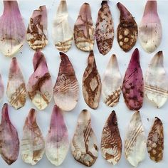 several different types of dried flowers on a white table top with brown and pink petals