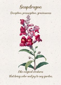 a flower with the words snapdragon written on it and an illustration of some flowers