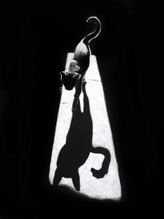 a black and white photo of a cat standing on its hind legs in the dark