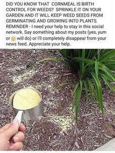 someone is holding a spoon in front of a potted plant with dirt on the ground