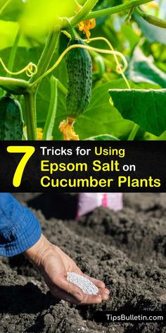 the 7 tricks for using epson salt on cucumber plants in your garden