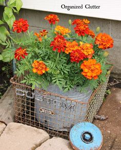 an old metal basket filled with orange and red flowers next to a blue wheel on the ground