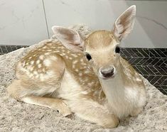 a baby deer laying on top of a blanket