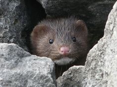 a brown animal peeking out from behind some rocks