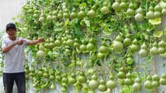 a man standing next to a wall covered in green fruit